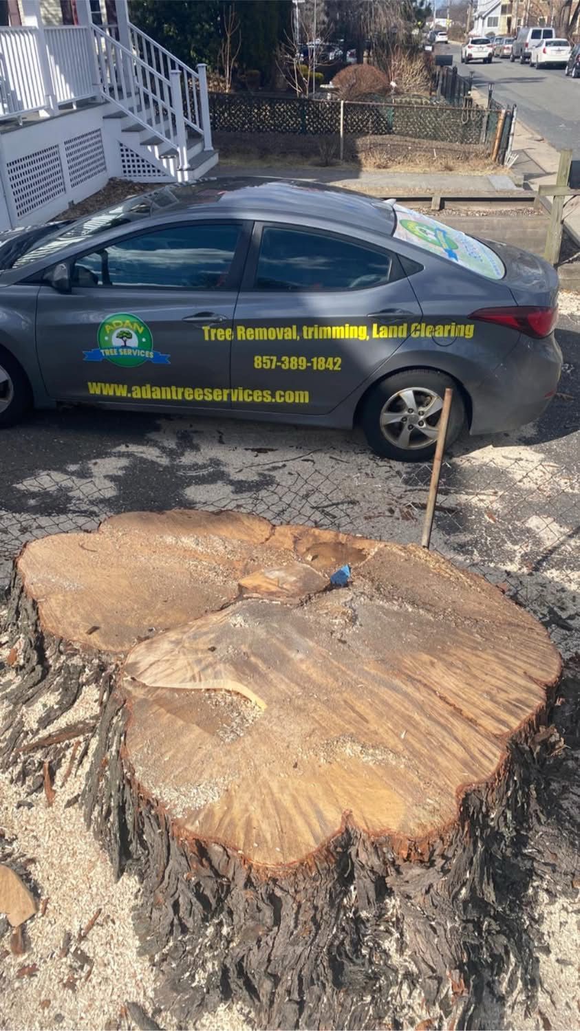Dark sedan parked beside a large tree stump in a residential driveway