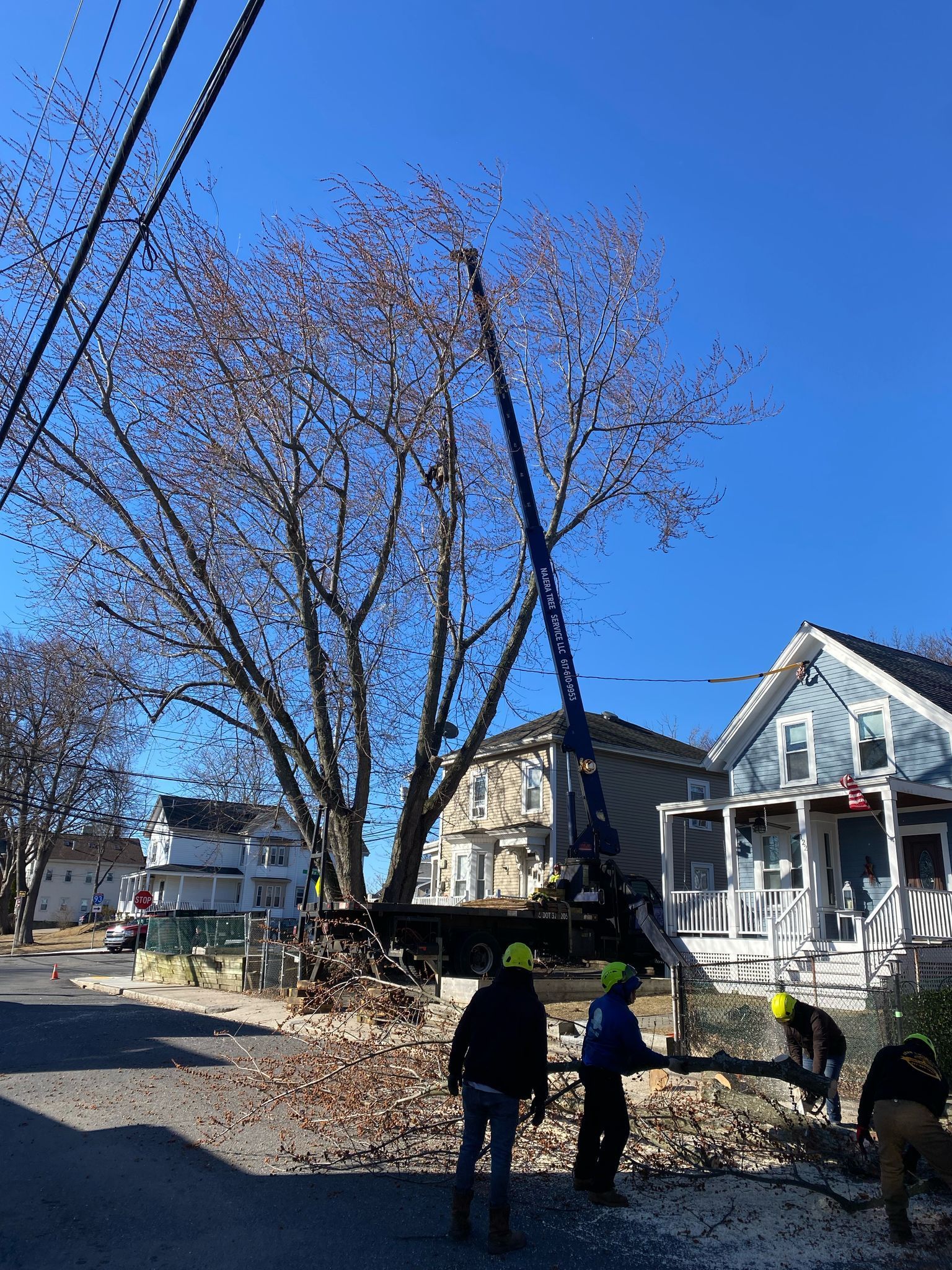 Workers near a blue utility bucket truck pruning a large leafless tree beside houses on a street