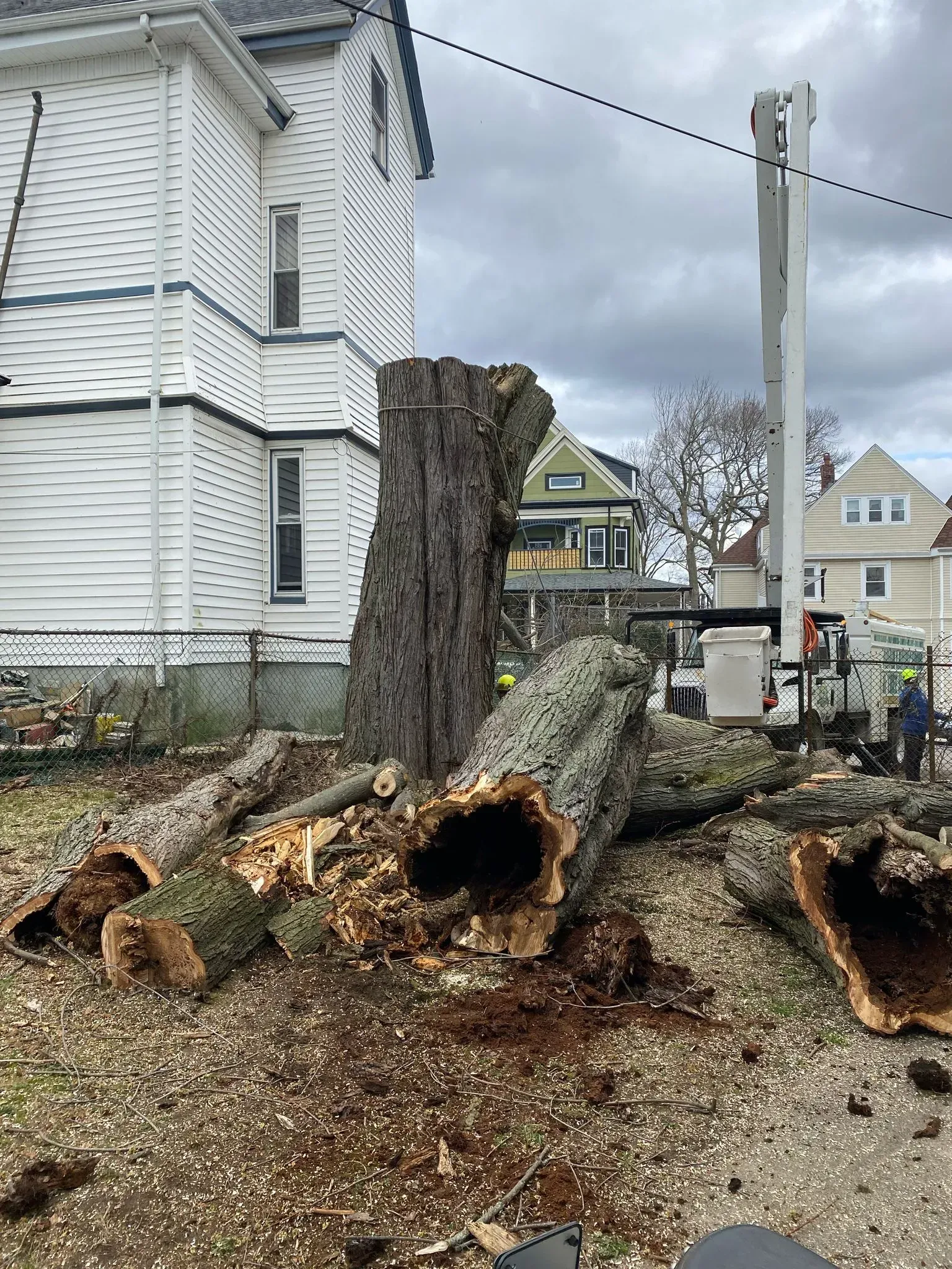 Large cut tree trunk sections stacked beside a white house in a residential yard, with a utility pole nearby