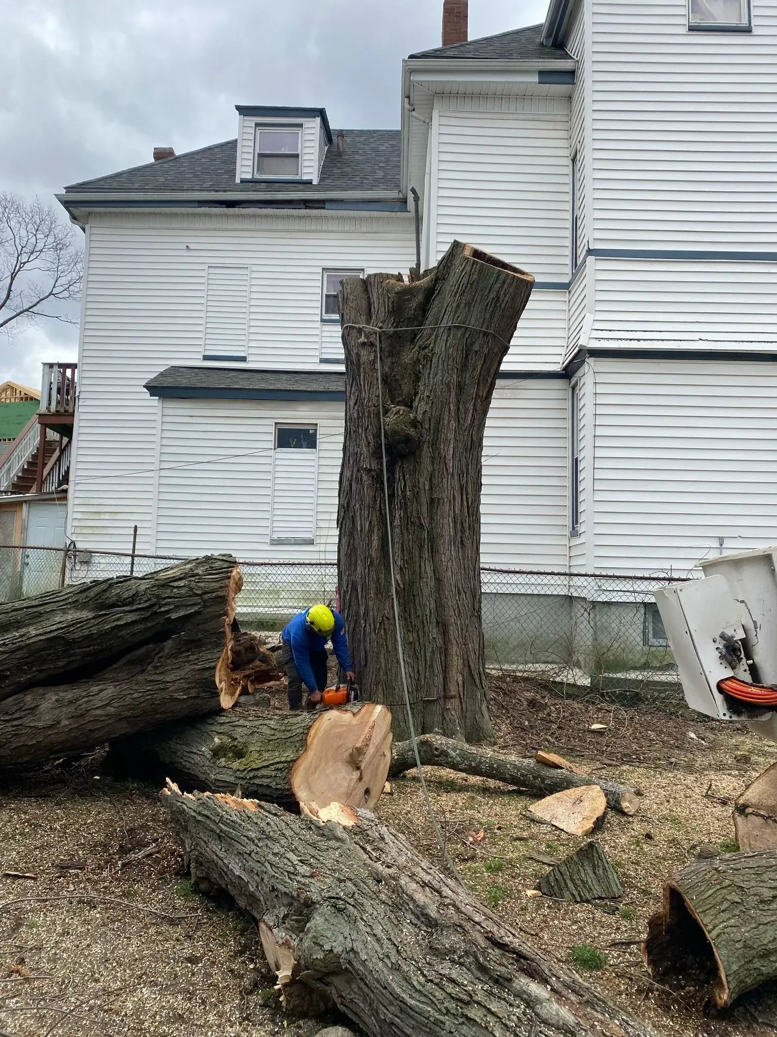 Tree removal workers cutting a large stump beside a white house, with fallen logs and sawdust on the ground