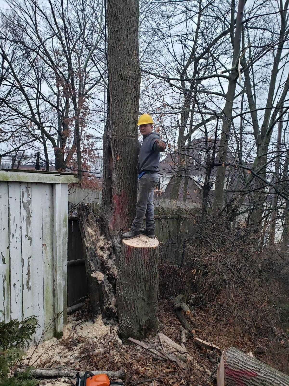 Worker in a yellow hard hat standing on a tree stump beside a shed in a wooded yard