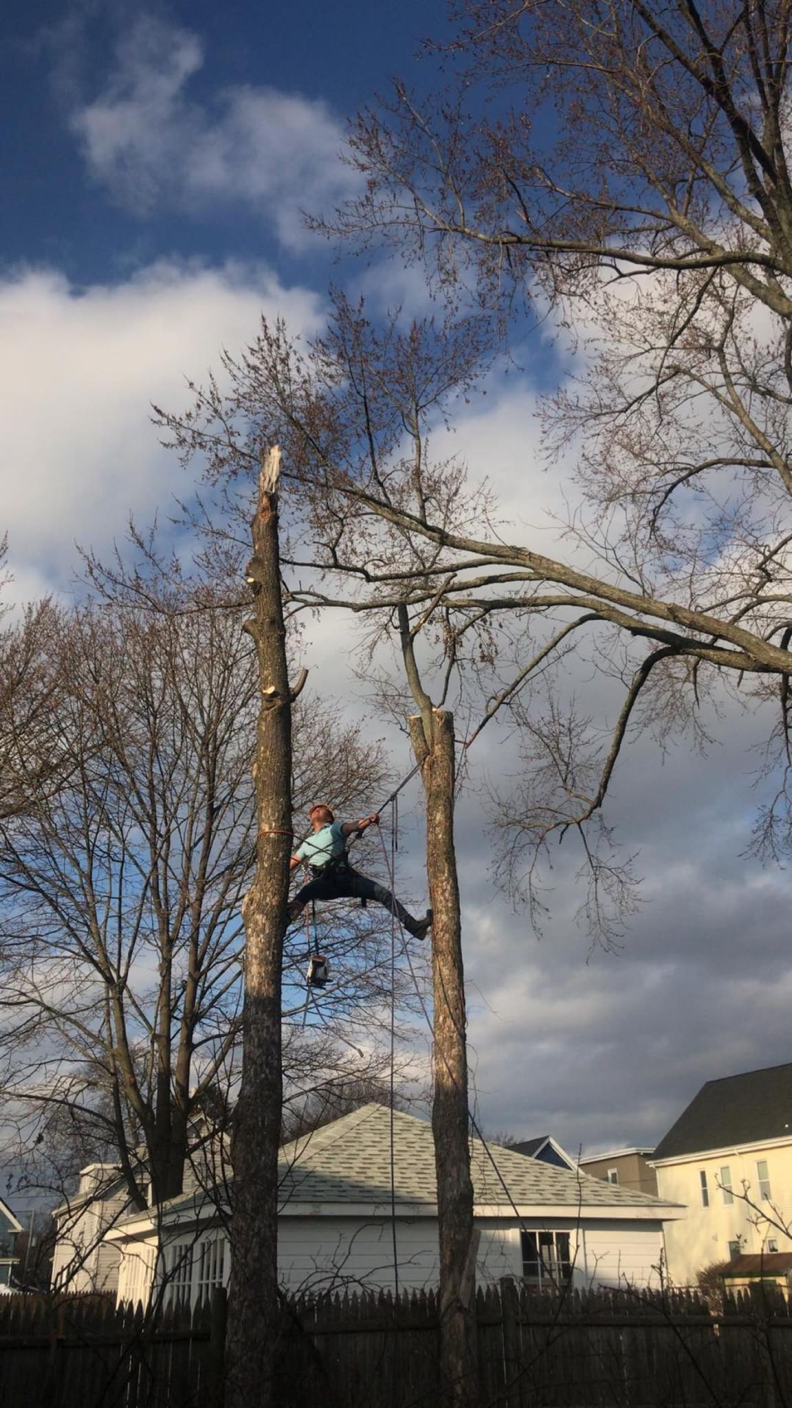 A person climbs a tall tree beside a pole, with houses and cloudy blue sky in the background.