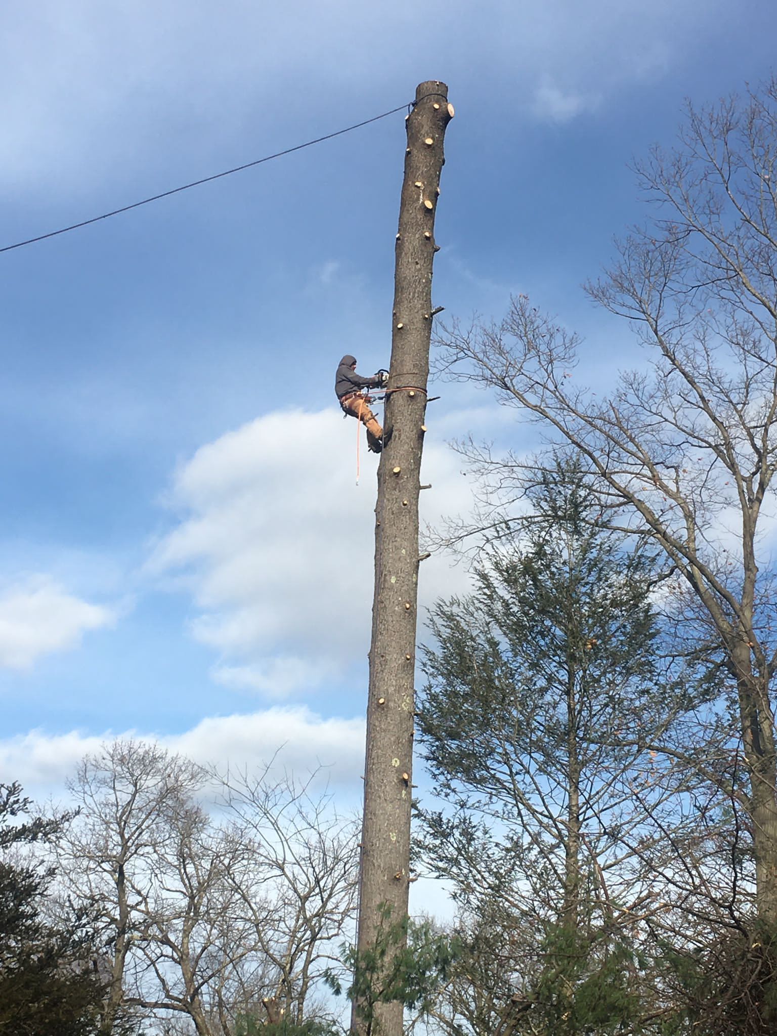 Tree worker climbing a tall cut tree trunk with safety gear against a blue sky
