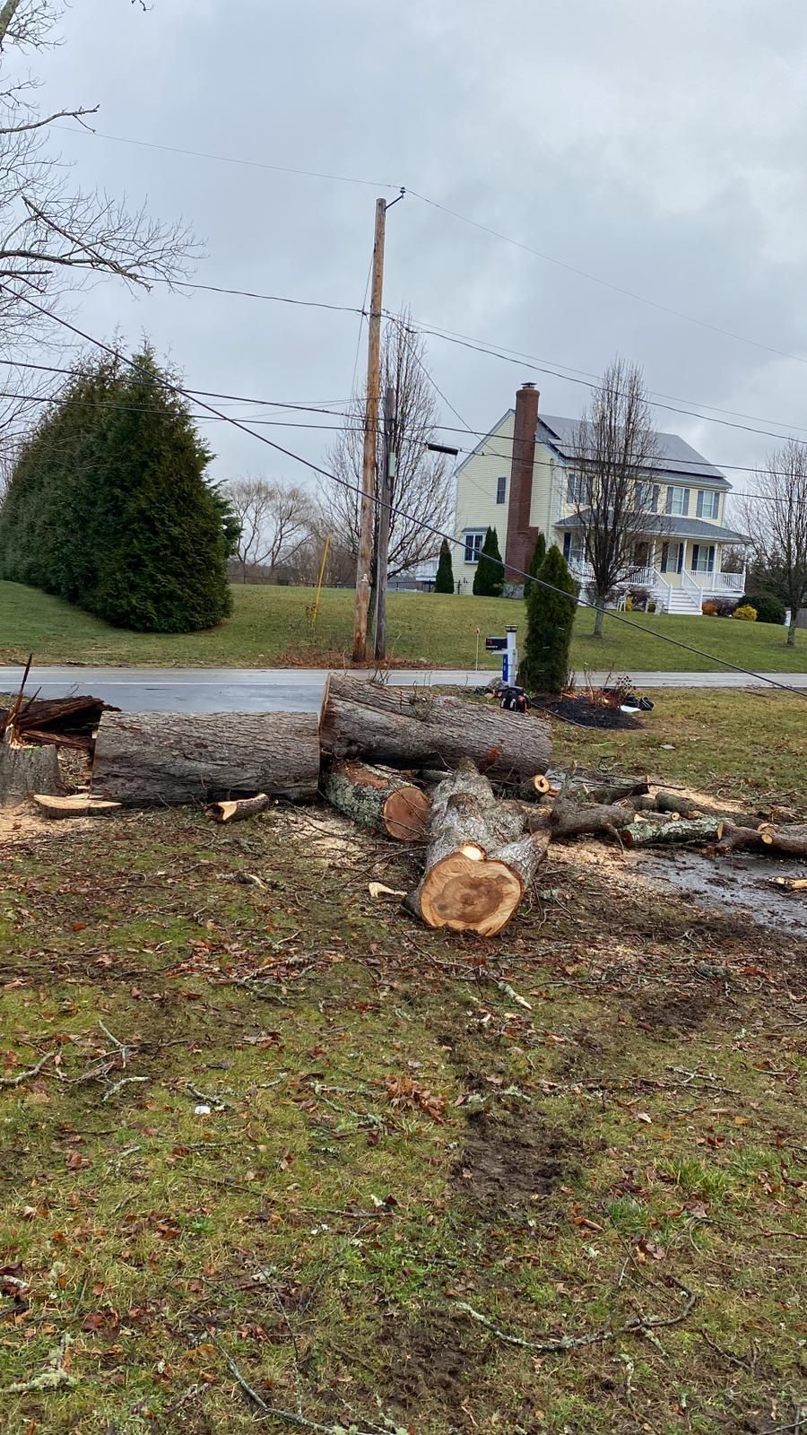 Large fallen tree trunk across a lawn near a road, with a white house and power pole in the background.