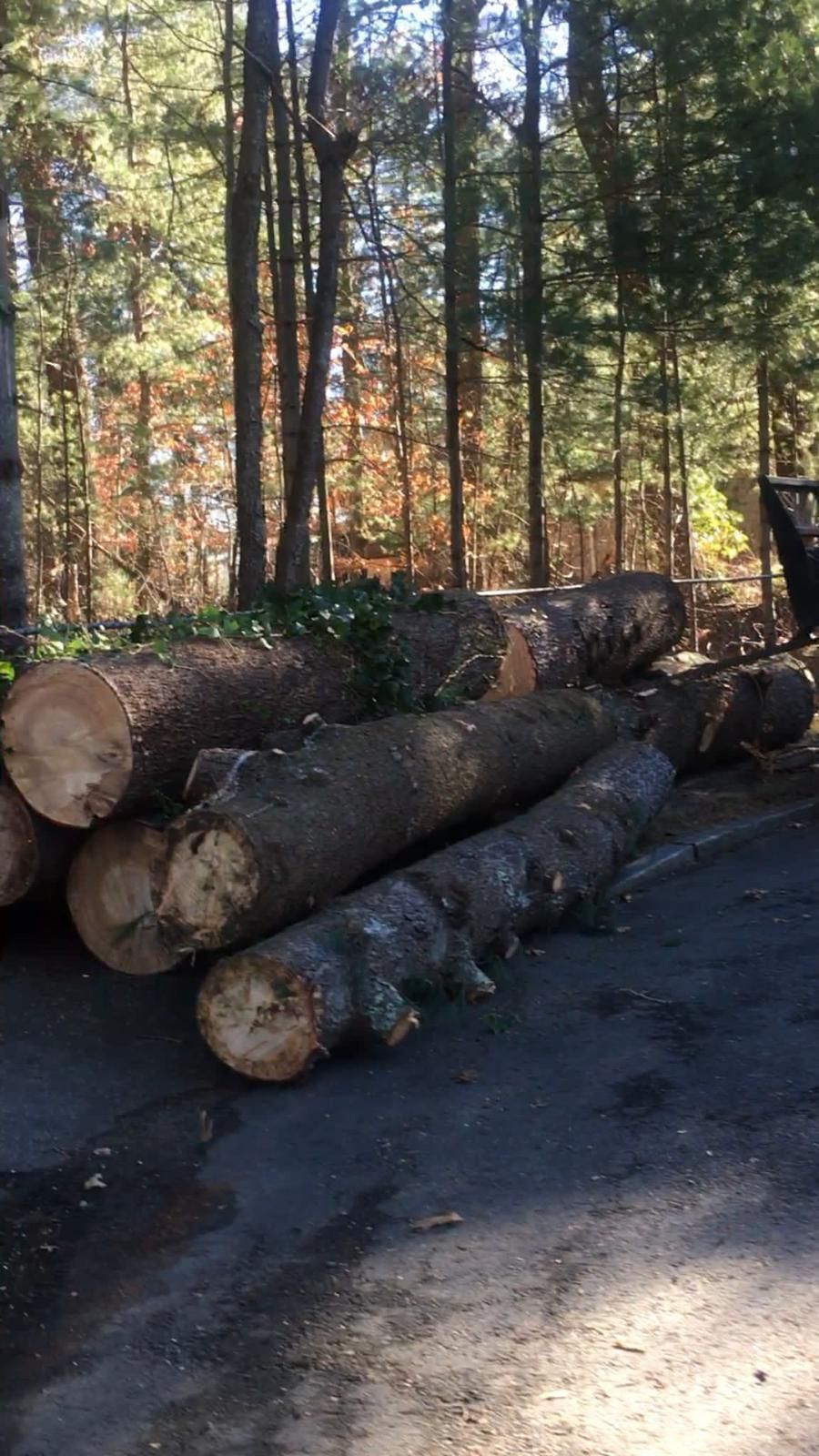 Several cut logs stacked beside a forest road in dappled sunlight