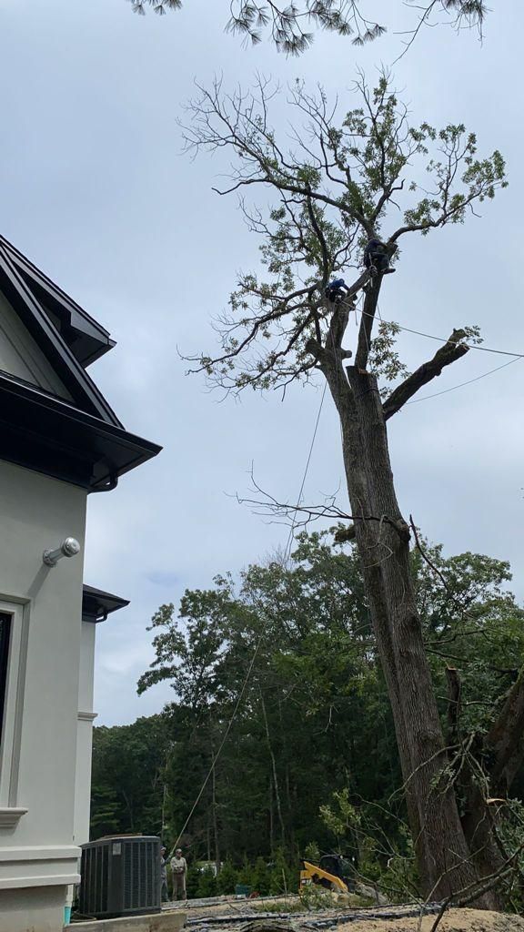 Tall tree beside a house, with a few remaining branches against an overcast sky.