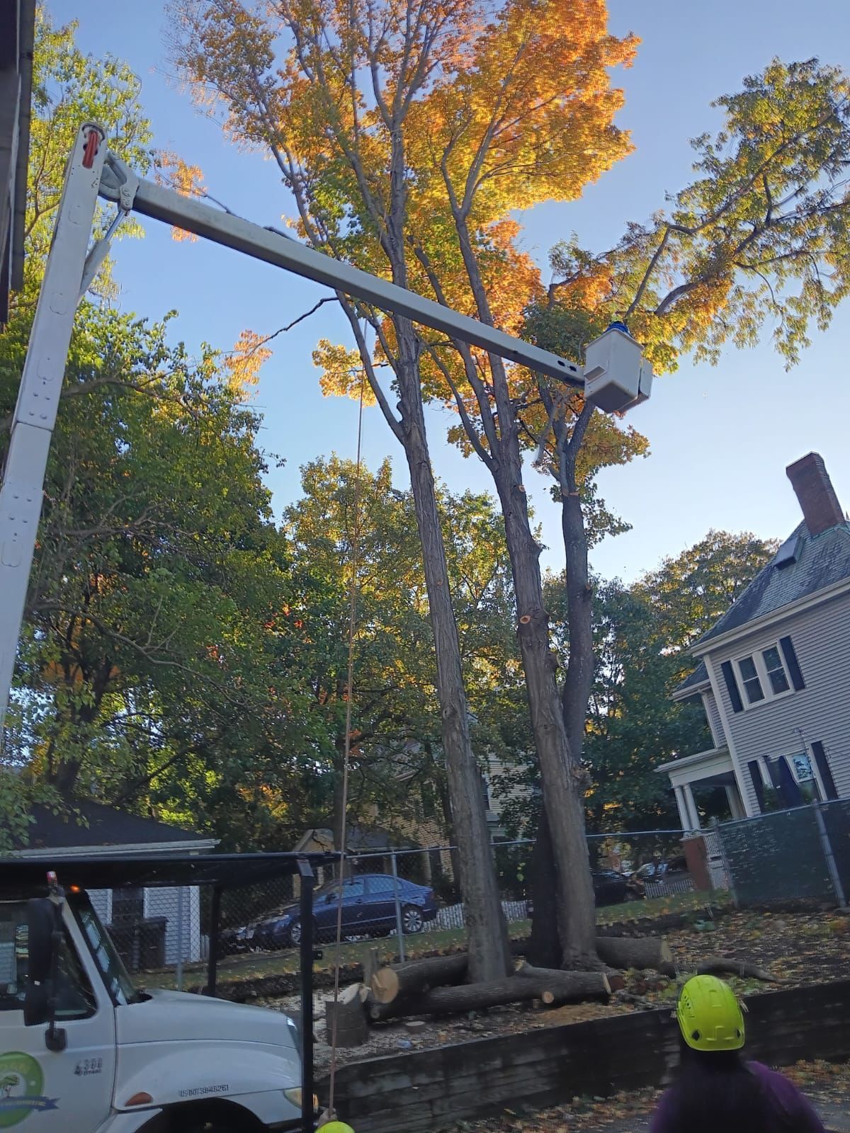 Utility bucket truck trimming a tall tree in a residential yard at dusk