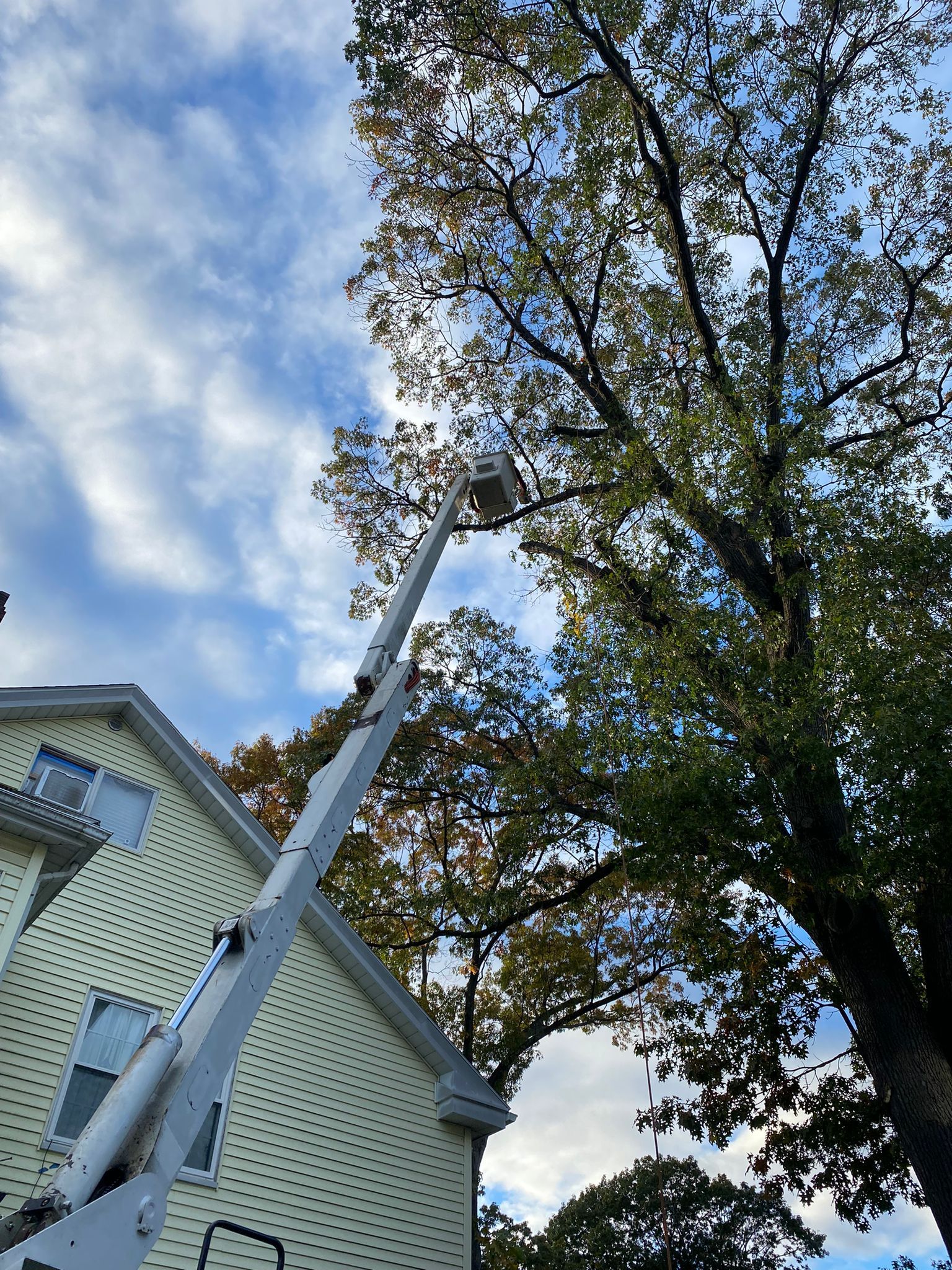 A white house with a bucket truck lifting a worker toward tall trees against a blue sky.