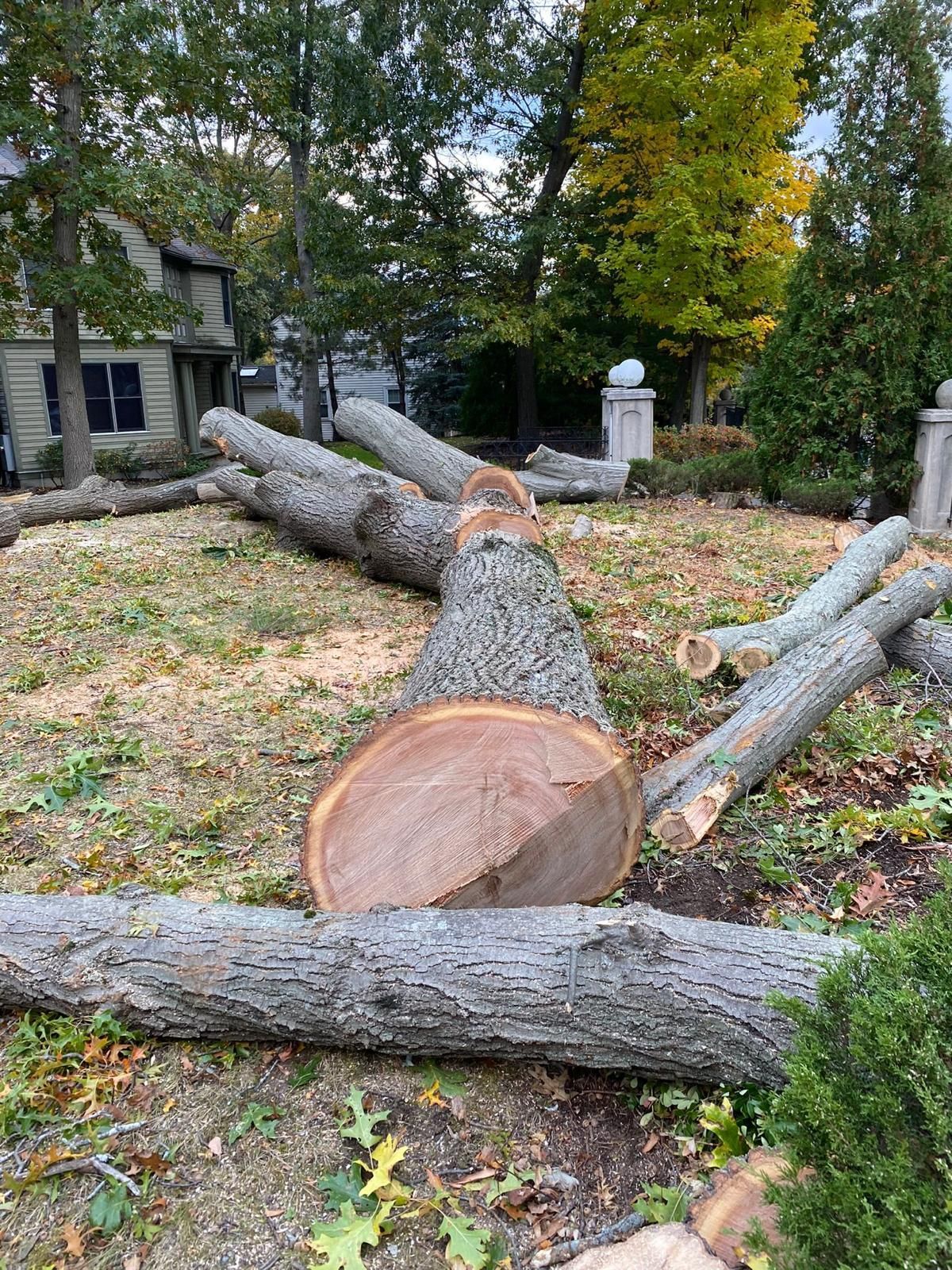 Felled tree trunks and branches scattered across a yard beside a house and autumn trees