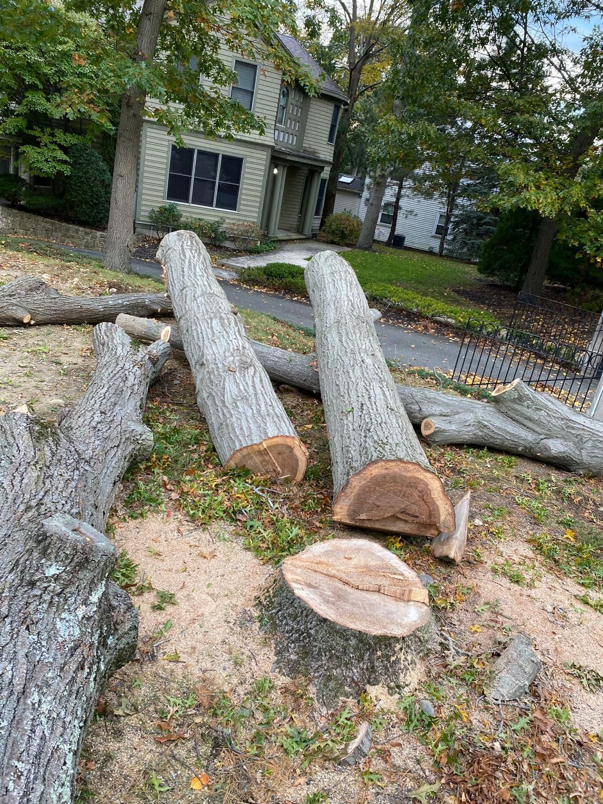 Cut tree trunks and logs stacked in a yard beside a house and road, with a large fallen log in foreground