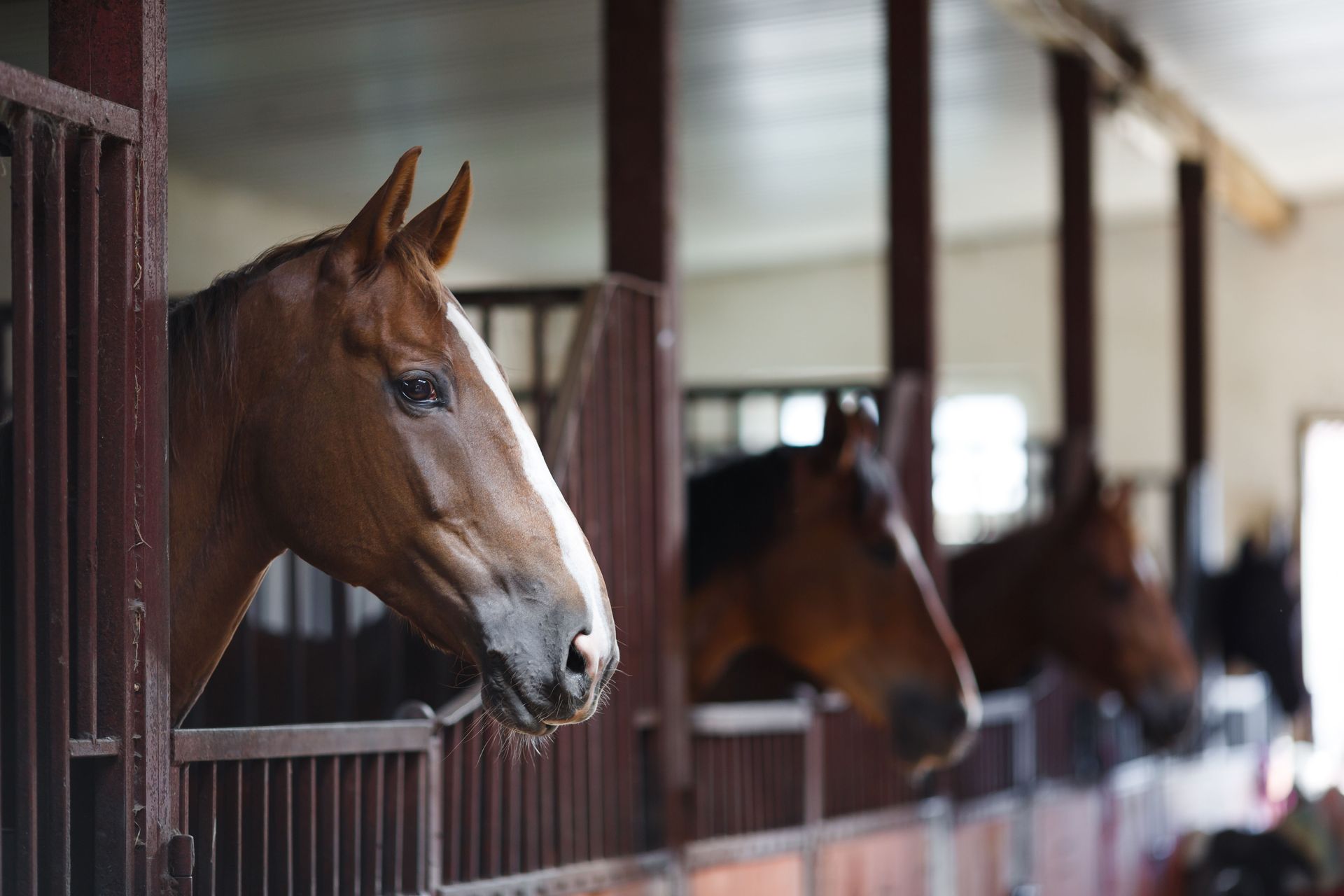 Horses with brown coats peek from stable stalls, lit by sunlight.