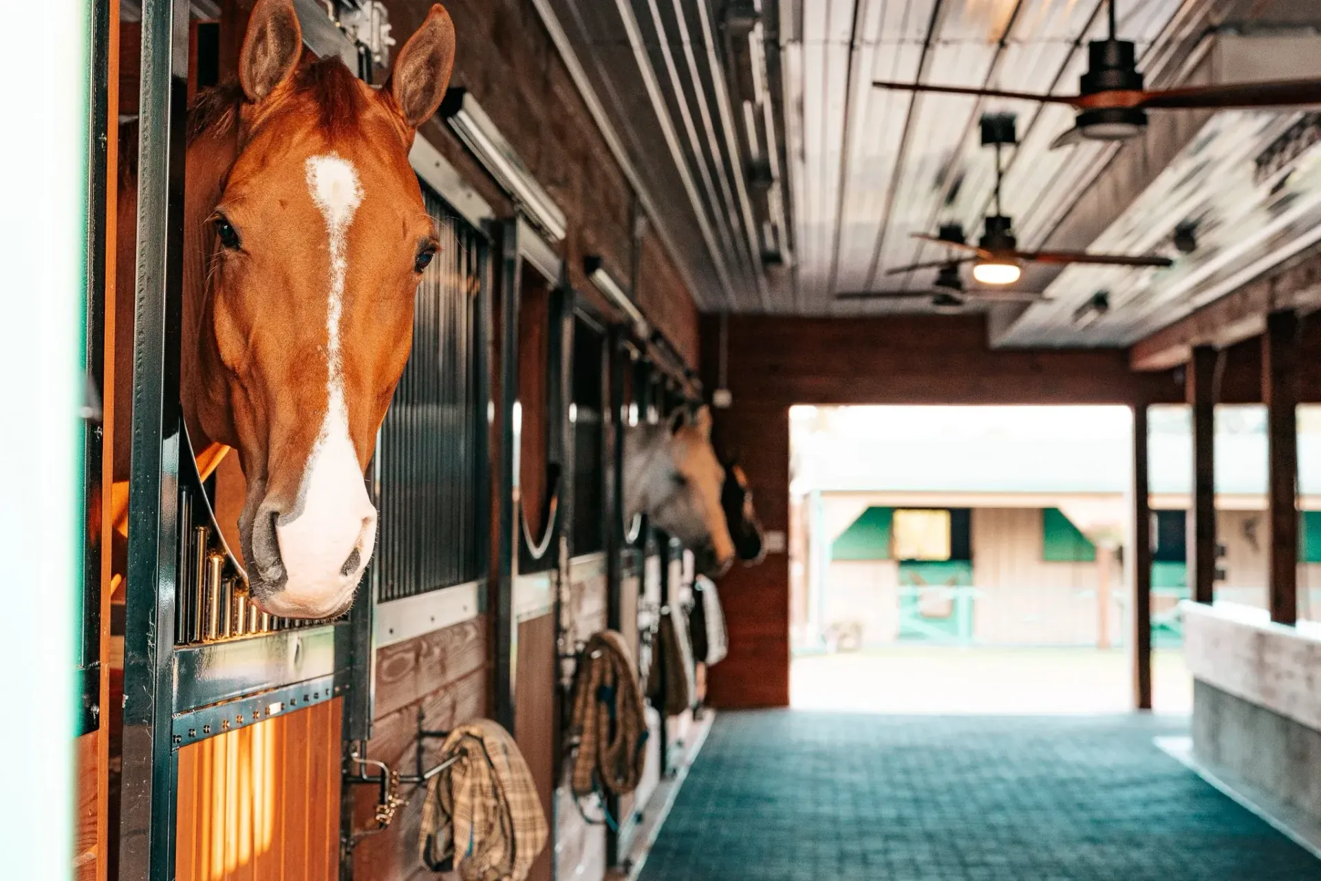 Horse in stable looking out, other horses visible. Wooden walls and ceiling, green buildings in the distance.