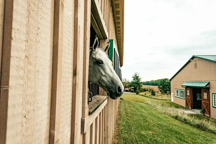 White horse looks out window of light brown barn. Green hillside and another building in background.