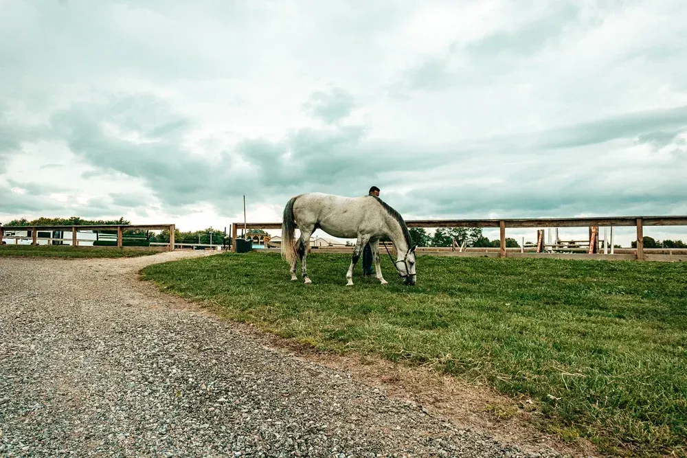 White horse grazing on green grass near a gravel path, cloudy sky.