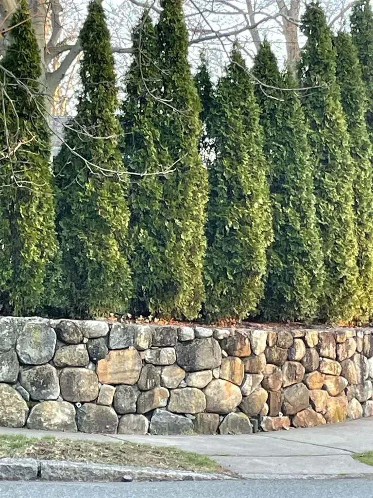 Green evergreens atop a weathered stone wall on a sidewalk.