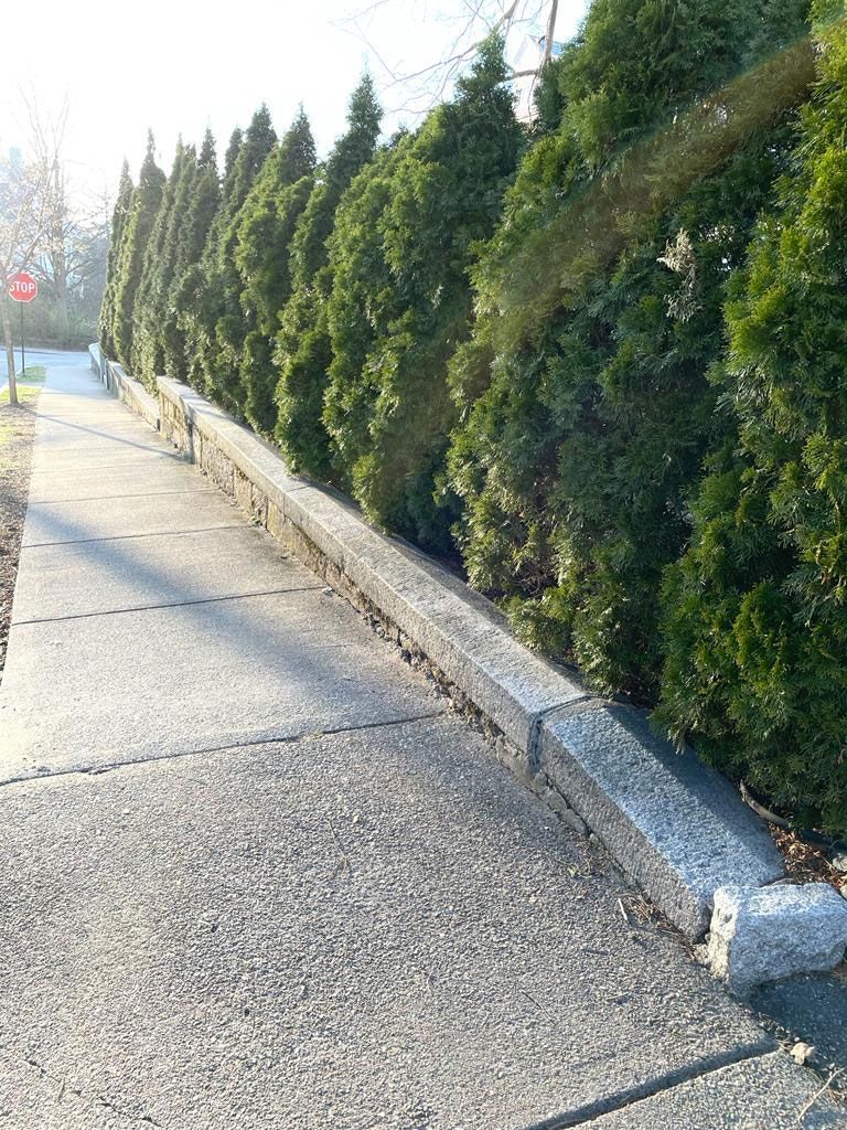 Sidewalk with a low stone wall and tall green hedge.