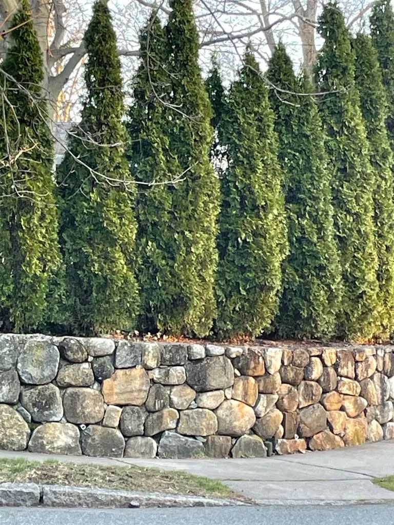 Green evergreen trees atop a stone wall along a sidewalk.