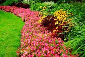 A vibrant garden bed featuring a curved border of pink flowers, dark foliage, and yellow blooms next to a green lawn.