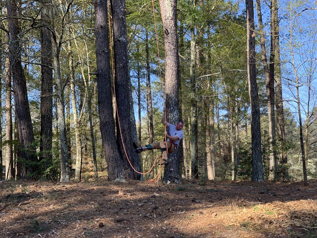 Tree Trimming