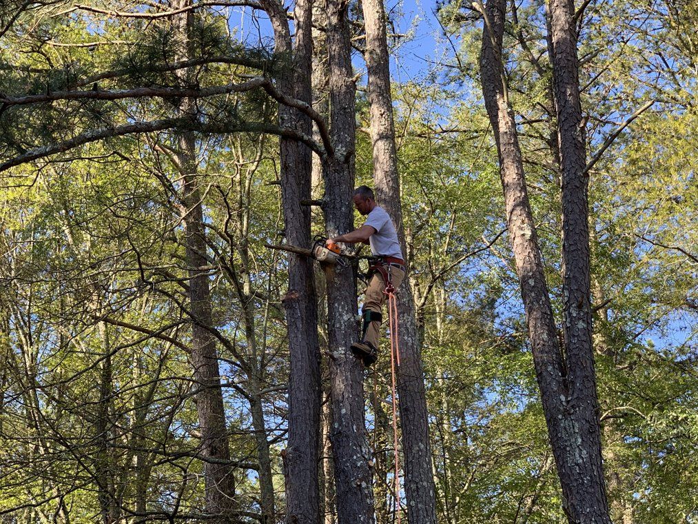 Tree Trimming