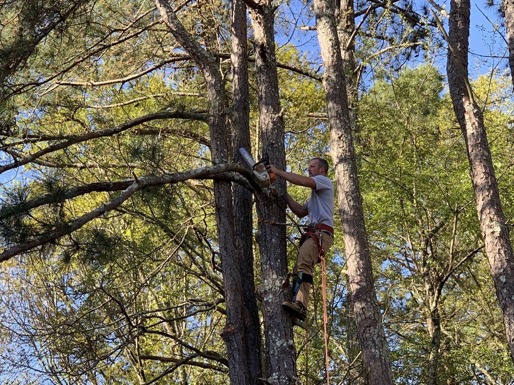 Tree Trimming