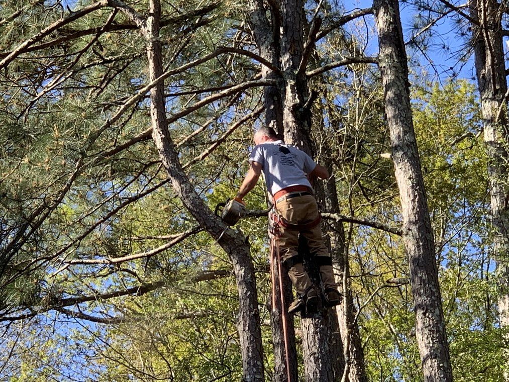 Tree Trimming