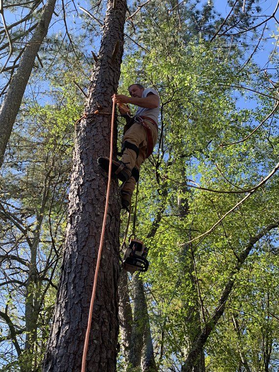 Tree Trimming