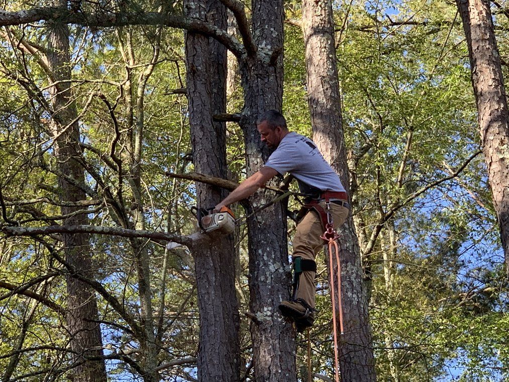 Tree Trimming