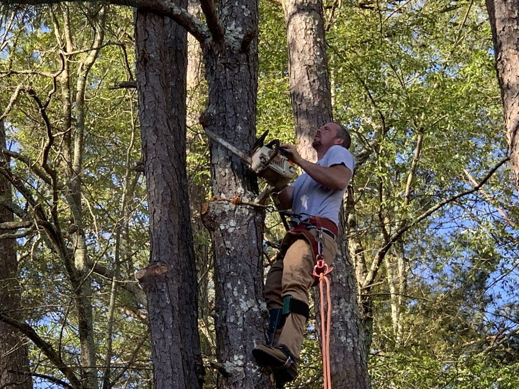 Tree Trimming