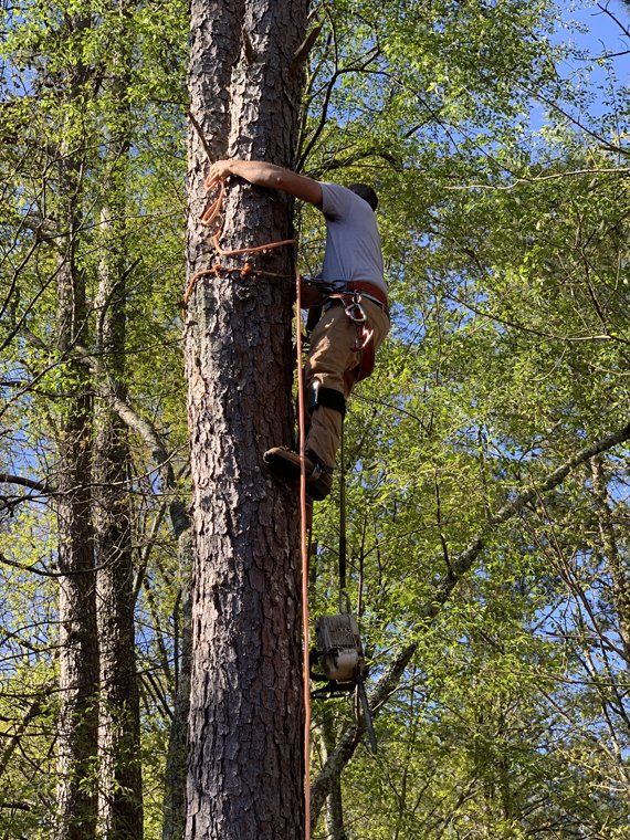 Tree Trimming