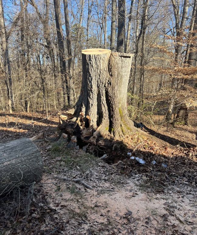 A large tree stump in the middle of a forest.