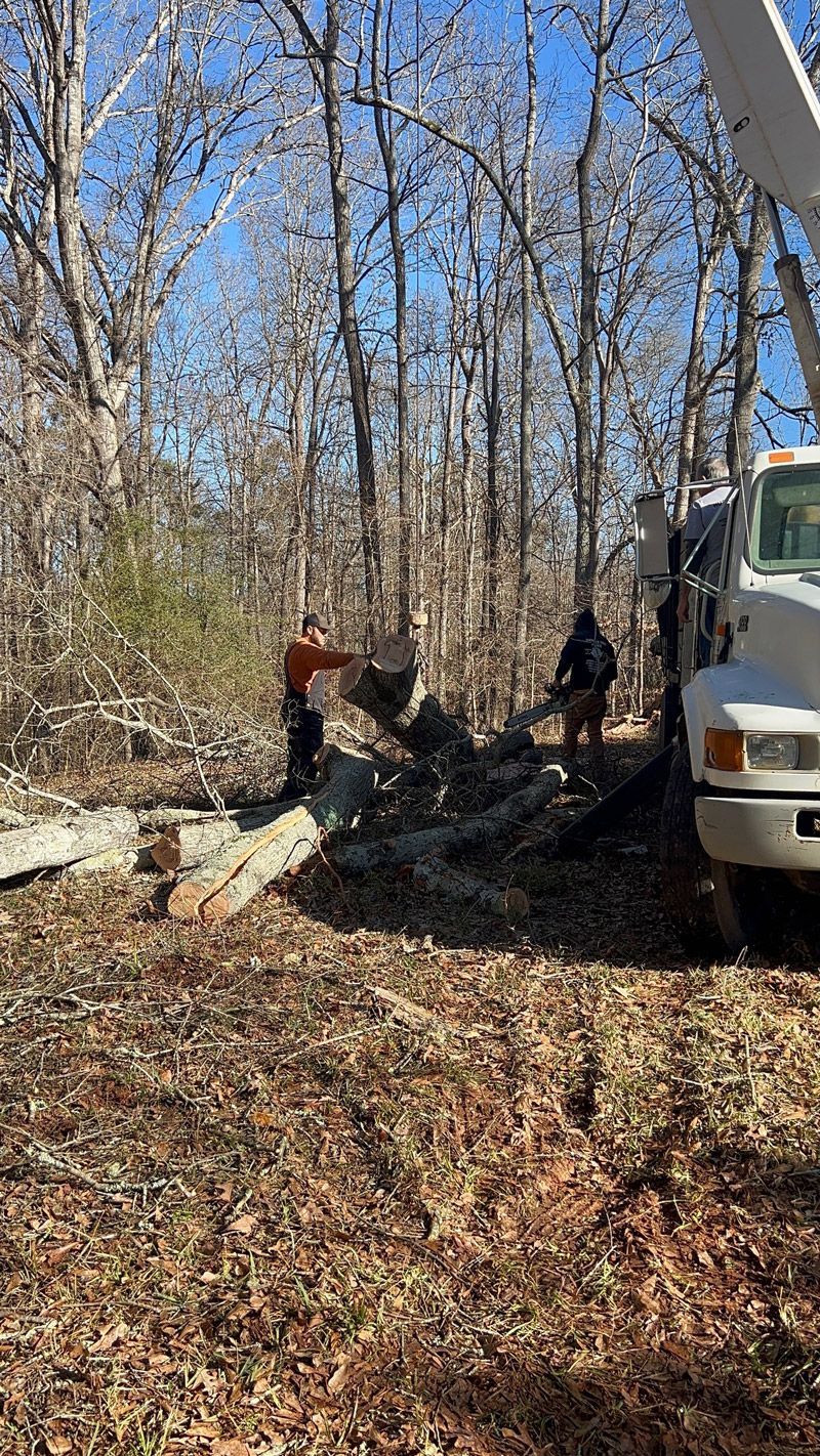 A man is cutting a tree in the woods with a crane.