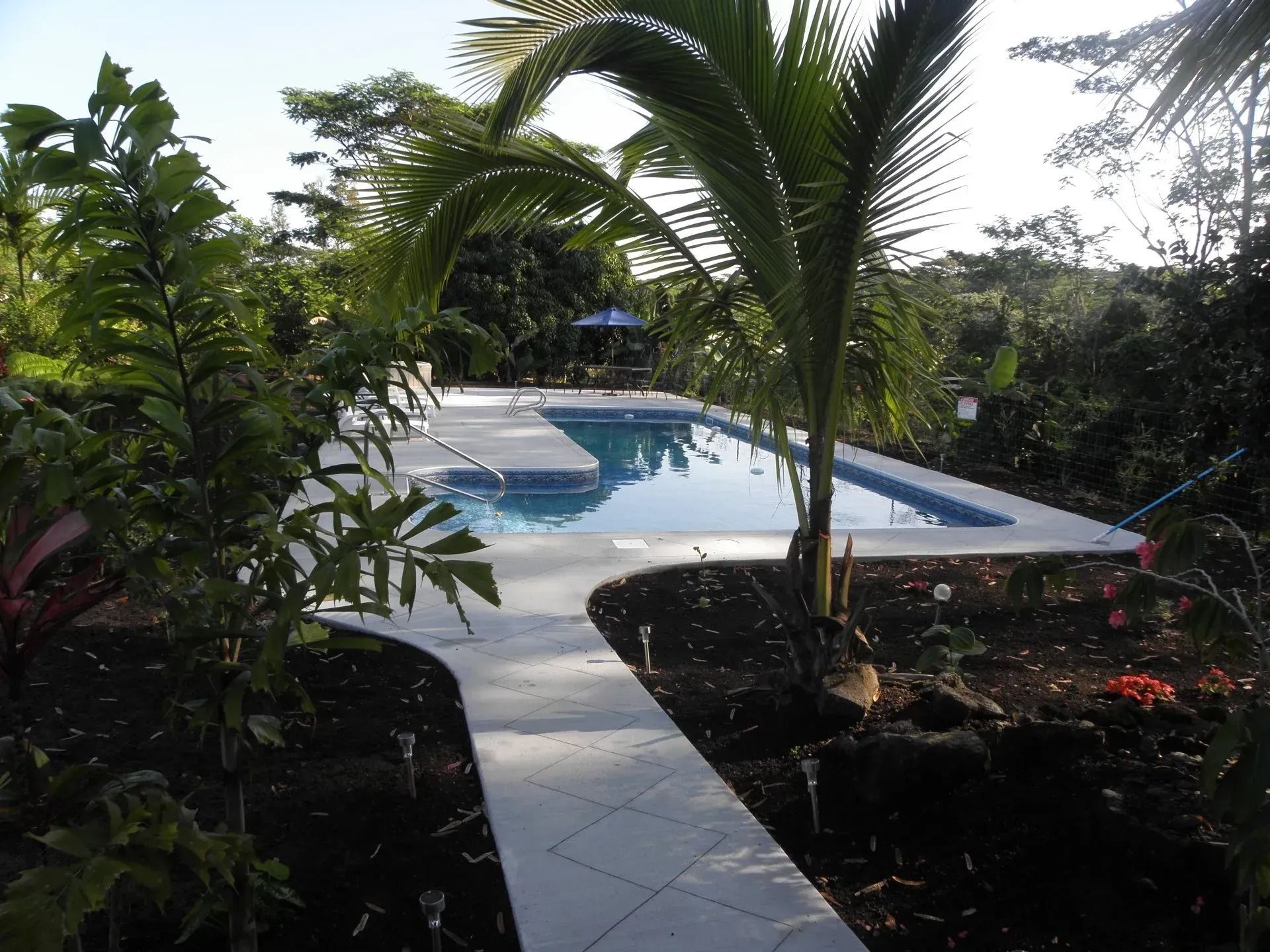 Backyard pool with white tile deck, surrounded by tropical plants and palm trees