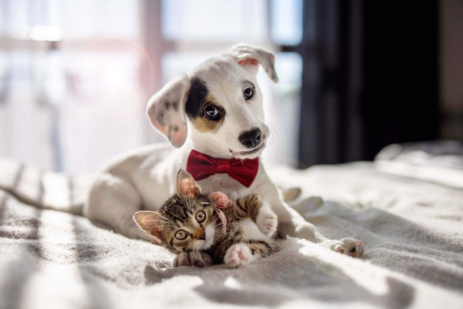 A puppy wearing a red bow tie is lying beside a kitten on a bed