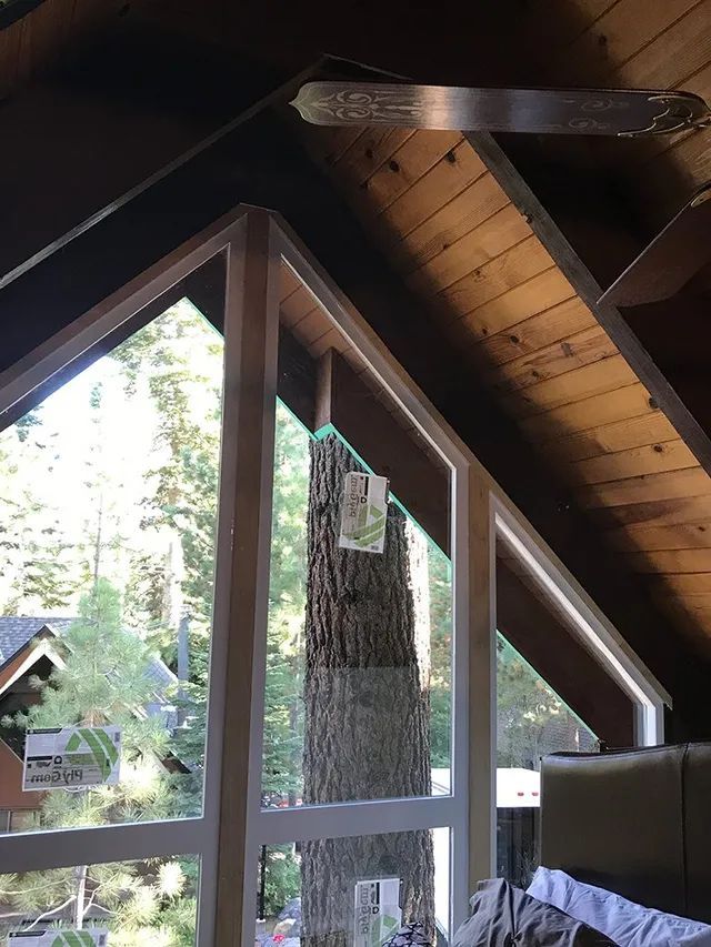 A room with a lot of windows and a tree in the background.