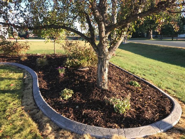 a tree in a garden with a concrete curb around it