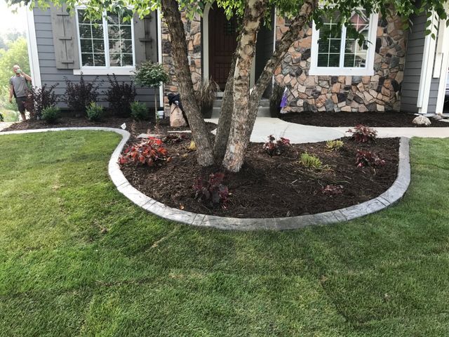 a tree in the middle of a lush green lawn in front of a house .