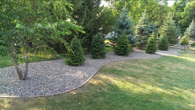a lush green lawn surrounded by trees and gravel in a backyard .