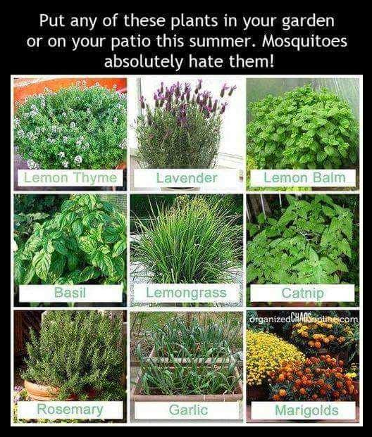 a collage of plants with the words put any of these plants in your garden or on your patio this summer