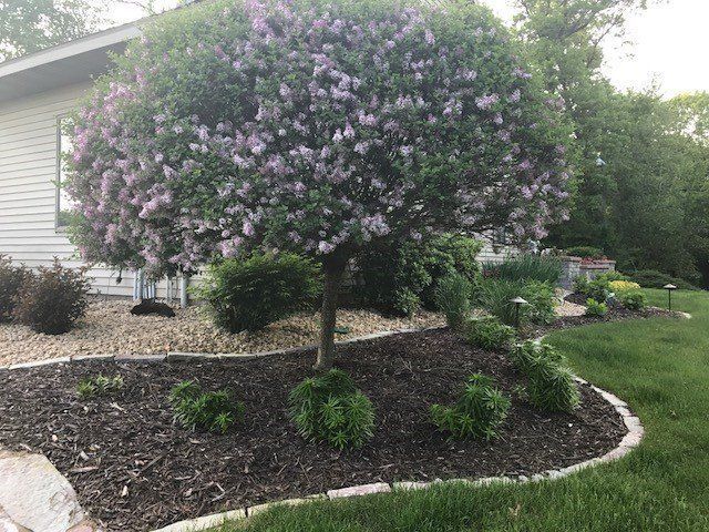 a tree with purple flowers is in a garden in front of a house .