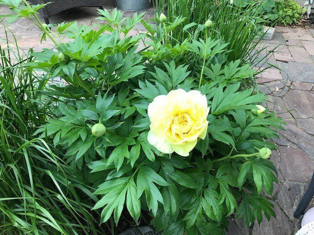 a yellow flower is surrounded by green leaves in a garden .