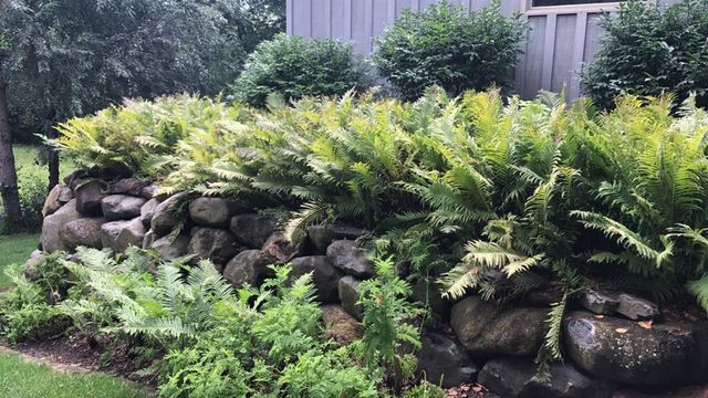 a stone wall surrounded by ferns in a garden .