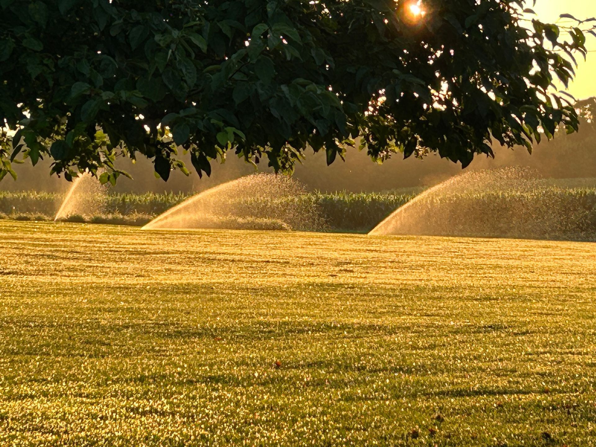 A row of sprinklers spraying water on a lush green field