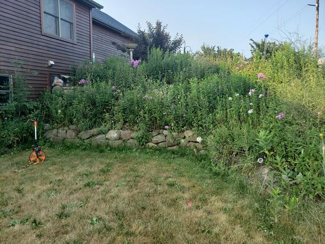 a lawn with a lot of weeds and flowers in front of a house .