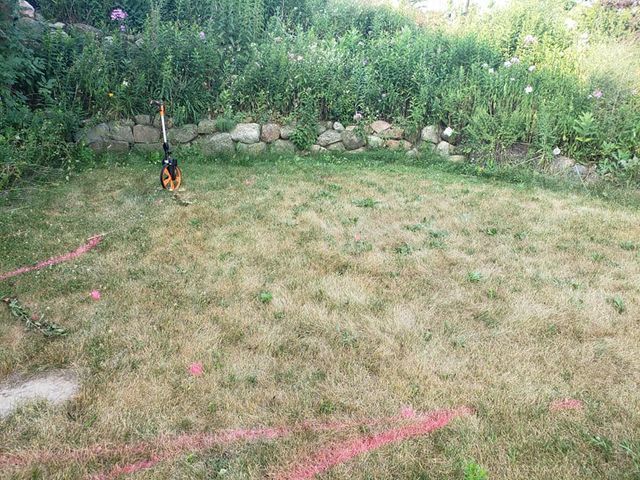 a dog is standing in the middle of a lush green field .