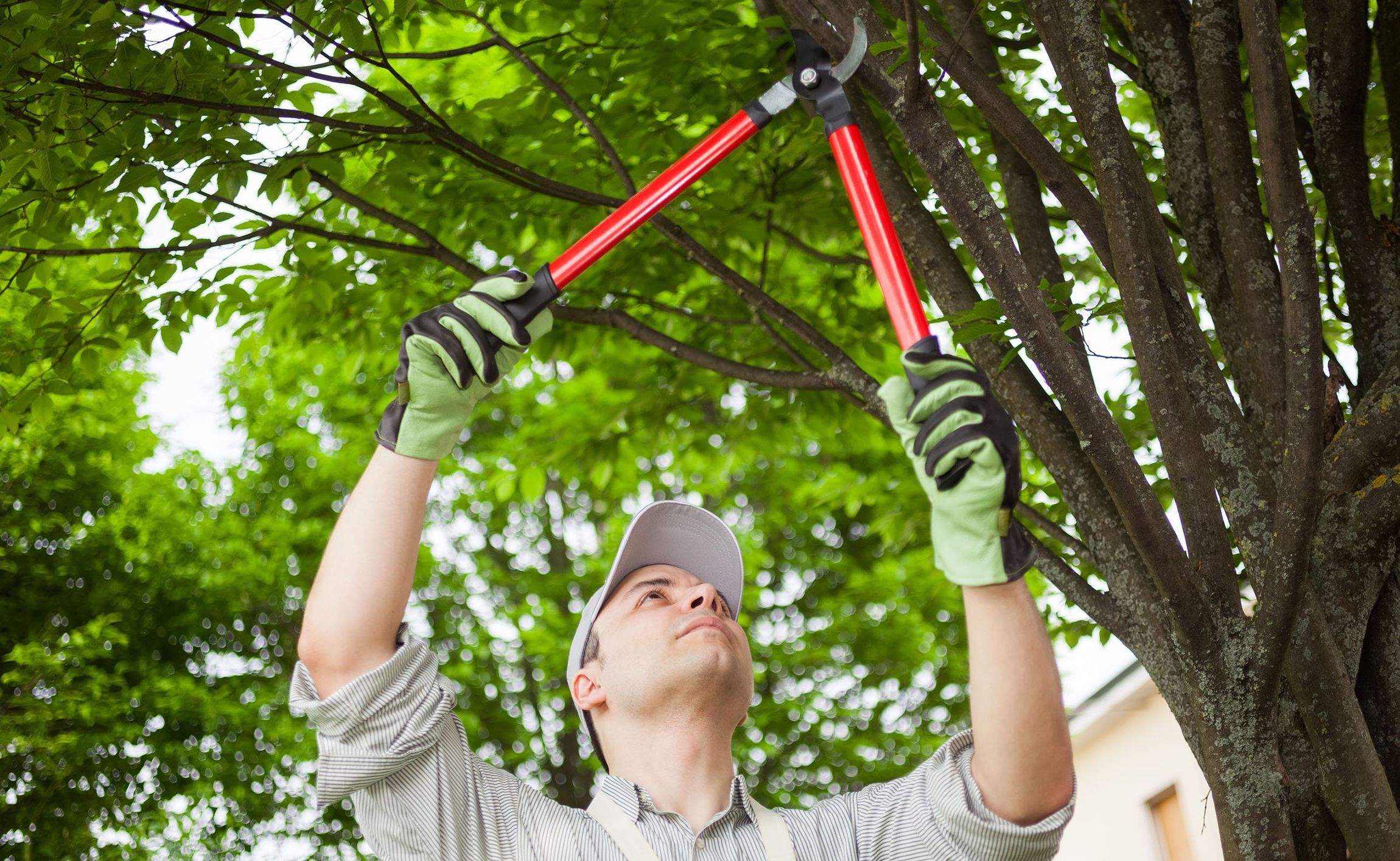 Clyde's Tree Services Maintenance Removal Indianapolis