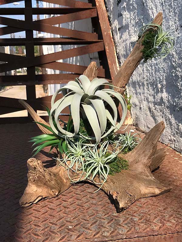 A large air plant is sitting on a piece of wood.