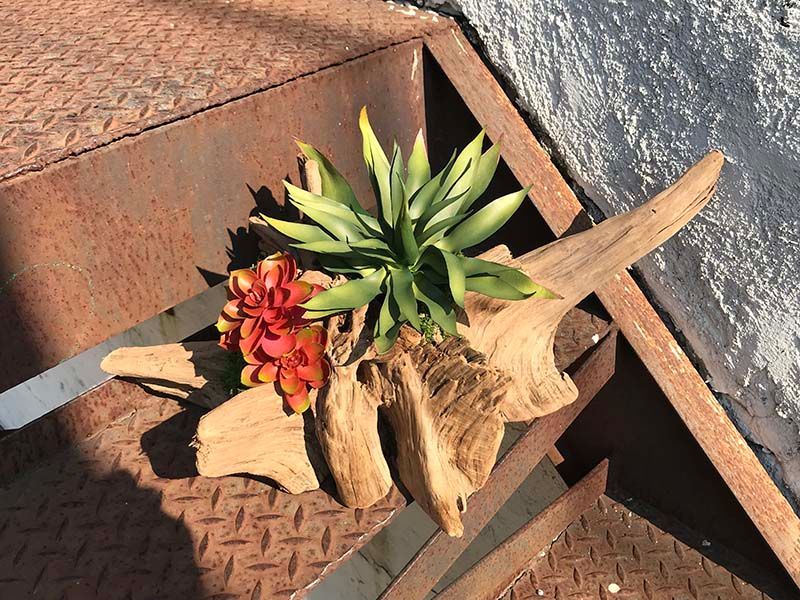 A plant is sitting on top of a piece of wood.