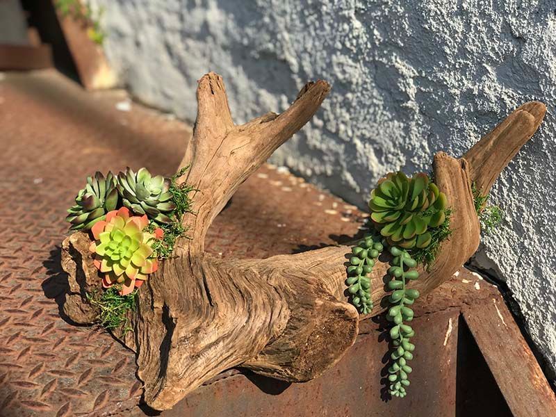 A piece of driftwood with succulents growing out of it.