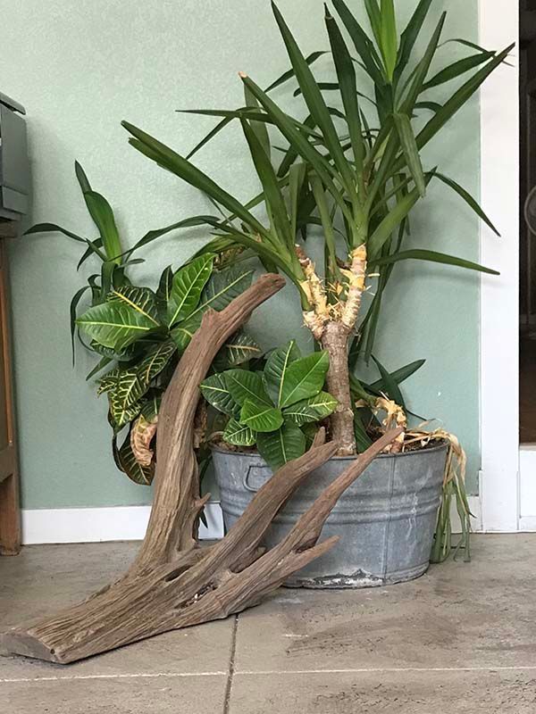 A bucket filled with plants and a piece of wood.